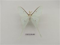 藏品(姬長尾水青蛾)的圖片